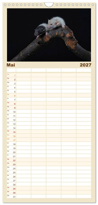 Ratten. Die große Welt der kleinen Nager (CALVENDO Familienplaner 2027)