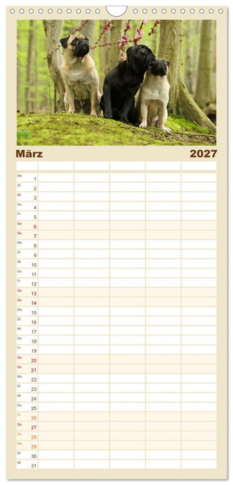 Lustige Möpse aus der Hundeknipserei (CALVENDO Familienplaner 2027)