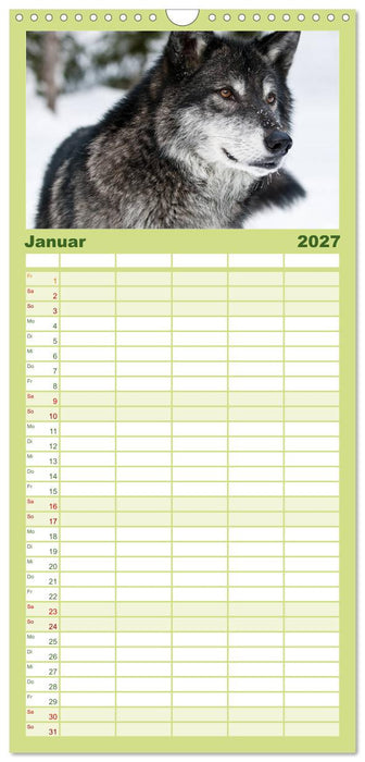 Wölfe. Verwegene Anmut (CALVENDO Familienplaner 2027)