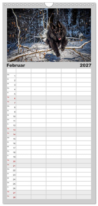 Schwarz ist schön! Der lackschwarze altdeutsche Schäferhund (CALVENDO Familienplaner 2027)