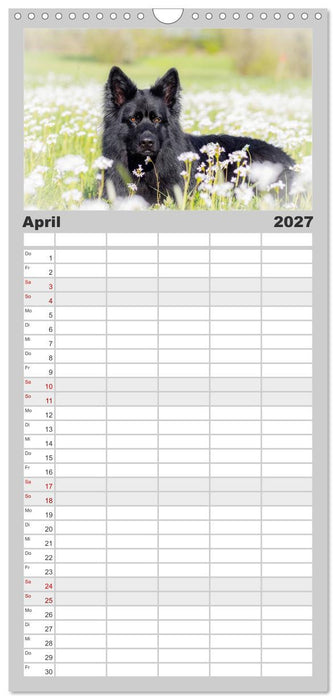 Schwarz ist schön! Der lackschwarze altdeutsche Schäferhund (CALVENDO Familienplaner 2027)