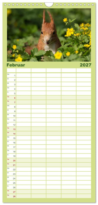 Mit dem Eichhörnchen durchs Jahr (CALVENDO Familienplaner 2027)