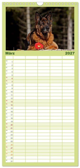 Der Schäferhunde Familienplaner hoch (CALVENDO Familienplaner 2027)