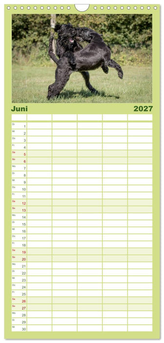 Schnauzer... von Zwergen und Riesen 2027 (CALVENDO Familienplaner 2027)