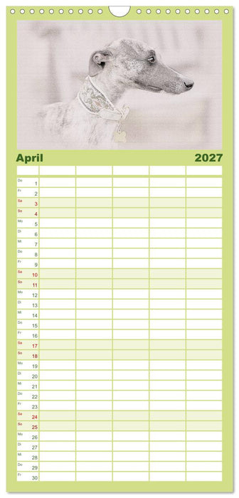 Whippet 2027 (CALVENDO Familienplaner 2027)