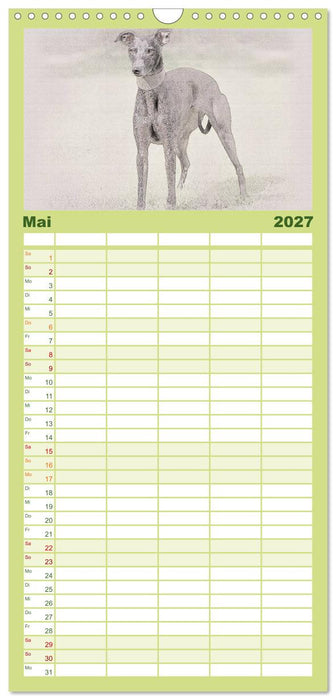 Whippet 2027 (CALVENDO Familienplaner 2027)