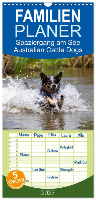 Spaziergang am See Australian Cattle Dogs (CALVENDO Familienplaner 2027)