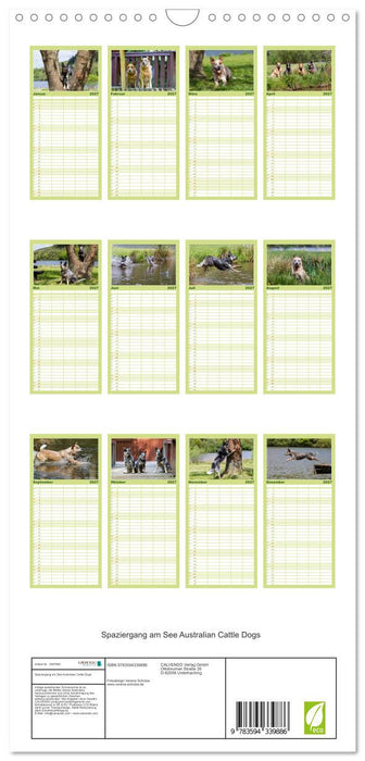 Spaziergang am See Australian Cattle Dogs (CALVENDO Familienplaner 2027)