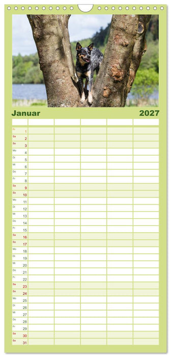 Spaziergang am See Australian Cattle Dogs (CALVENDO Familienplaner 2027)