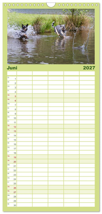 Spaziergang am See Australian Cattle Dogs (CALVENDO Familienplaner 2027)