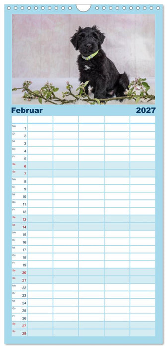 Briardbabys in ihren ersten Wochen (CALVENDO Familienplaner 2027)