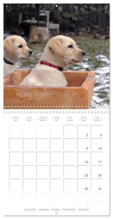 Labrador Retriever Puppies (CALVENDO Monthly Calendar 2027)