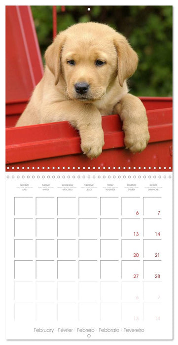 Labrador Retriever Puppies (CALVENDO Monthly Calendar 2027)