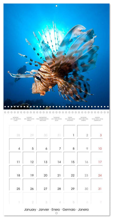 Diving - The wonderful water world (CALVENDO Monthly Calendar 2027)