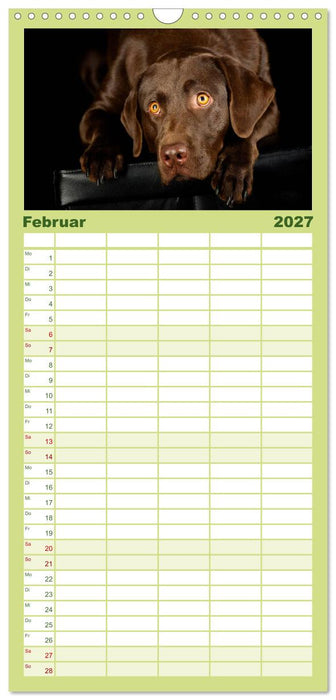 Labrador Retriever (CALVENDO Familienplaner 2027)