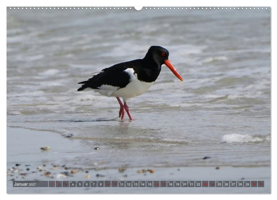 Flora und Fauna auf der Düne vor Helgoland (CALVENDO Premium Wandkalender 2027)