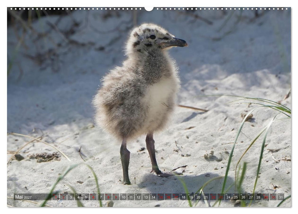 Flora und Fauna auf der Düne vor Helgoland (CALVENDO Premium Wandkalender 2027)
