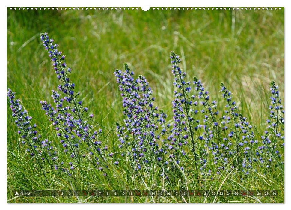 Flora und Fauna auf der Düne vor Helgoland (CALVENDO Premium Wandkalender 2027)