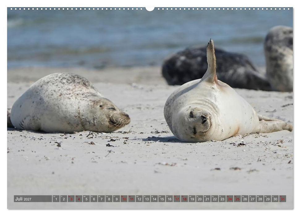 Flora und Fauna auf der Düne vor Helgoland (CALVENDO Premium Wandkalender 2027)