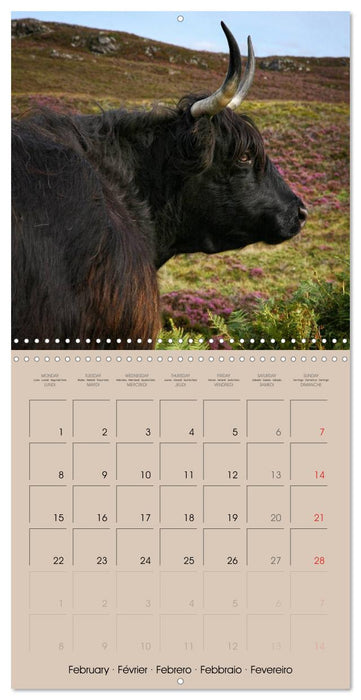 Highland Cows (CALVENDO Monthly Calendar 2027)