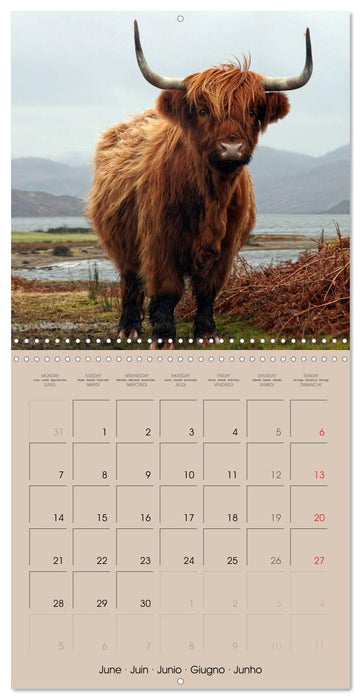 Highland Cows (CALVENDO Monthly Calendar 2027)