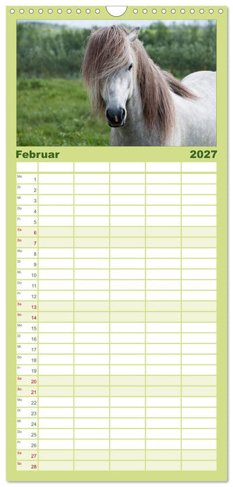 Charakterköpfe Islandpferde (CALVENDO Familienplaner 2027)