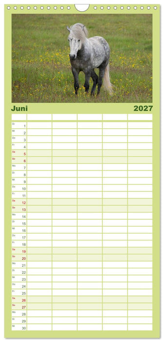 Charakterköpfe Islandpferde (CALVENDO Familienplaner 2027)