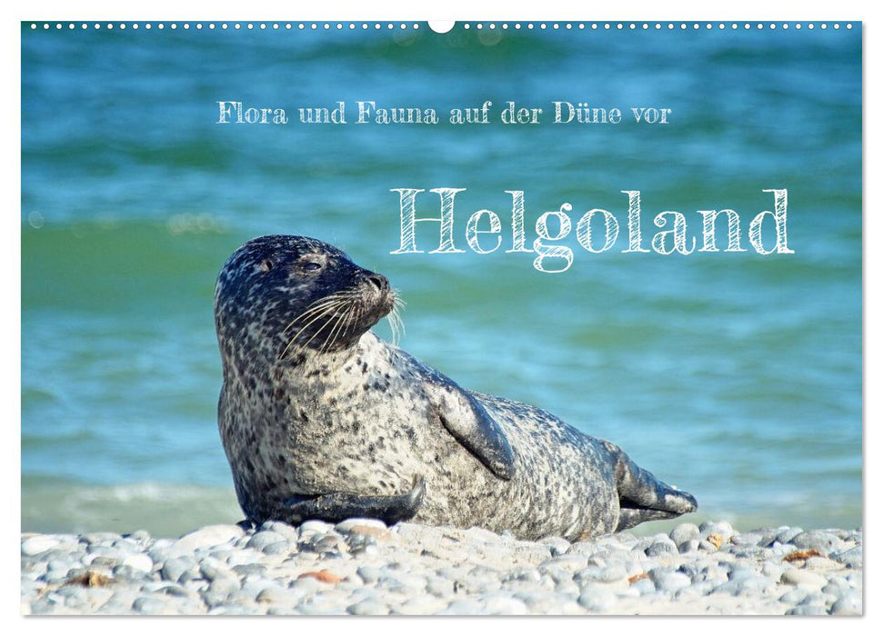 Flora und Fauna auf der Düne vor Helgoland (CALVENDO Wandkalender 2027)