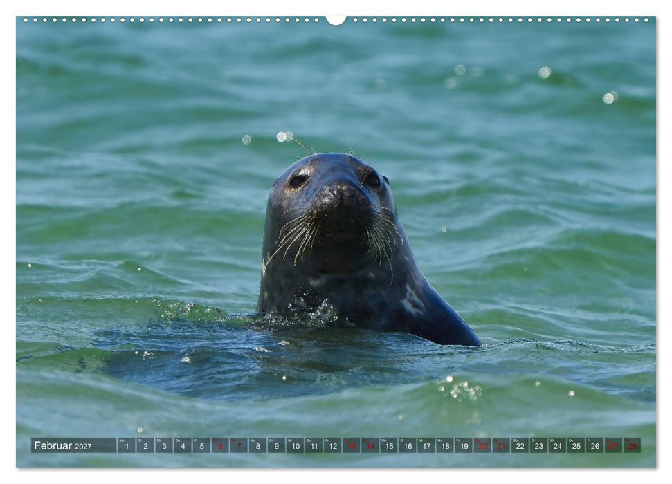 Flora und Fauna auf der Düne vor Helgoland (CALVENDO Wandkalender 2027)
