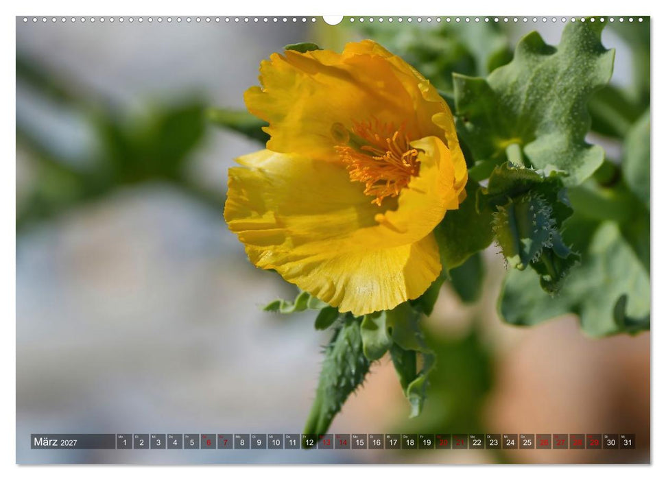 Flora und Fauna auf der Düne vor Helgoland (CALVENDO Wandkalender 2027)