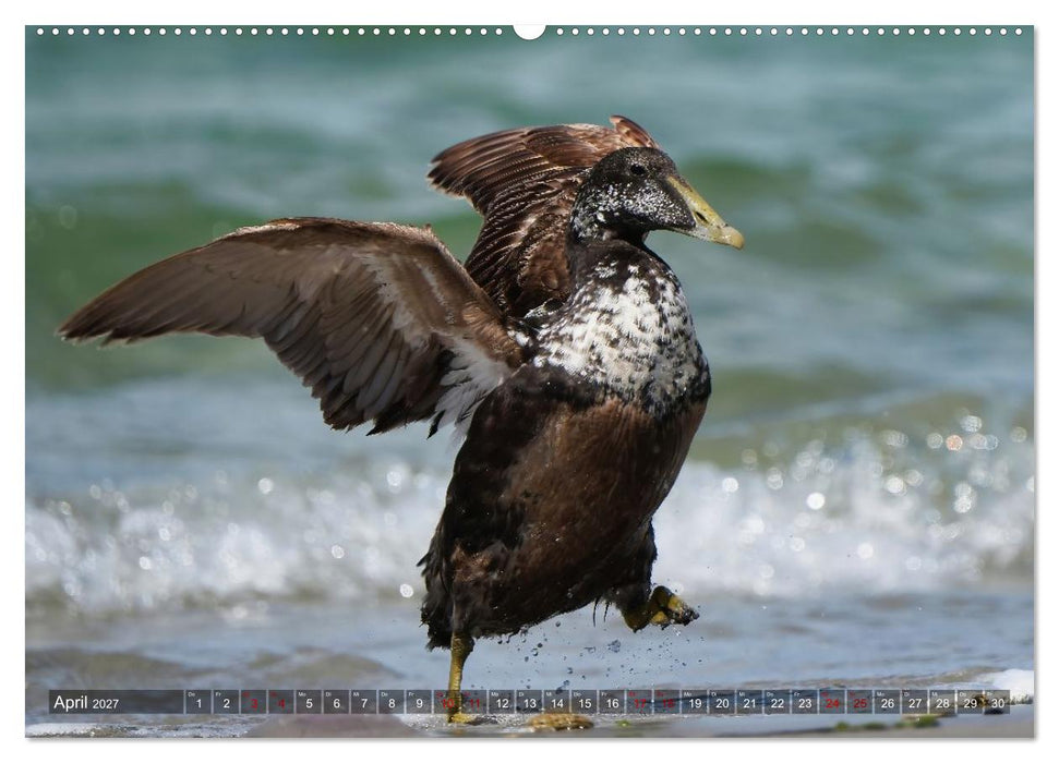 Flora und Fauna auf der Düne vor Helgoland (CALVENDO Wandkalender 2027)