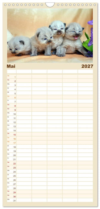 Katzenparade (CALVENDO Familienplaner 2027)