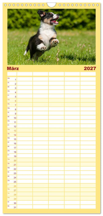 Bekannt wie ein bunter Hund. Australian Shepherd (CALVENDO Familienplaner 2027)
