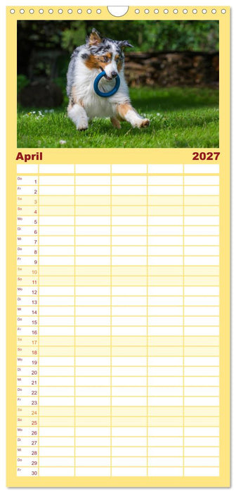 Bekannt wie ein bunter Hund. Australian Shepherd (CALVENDO Familienplaner 2027)