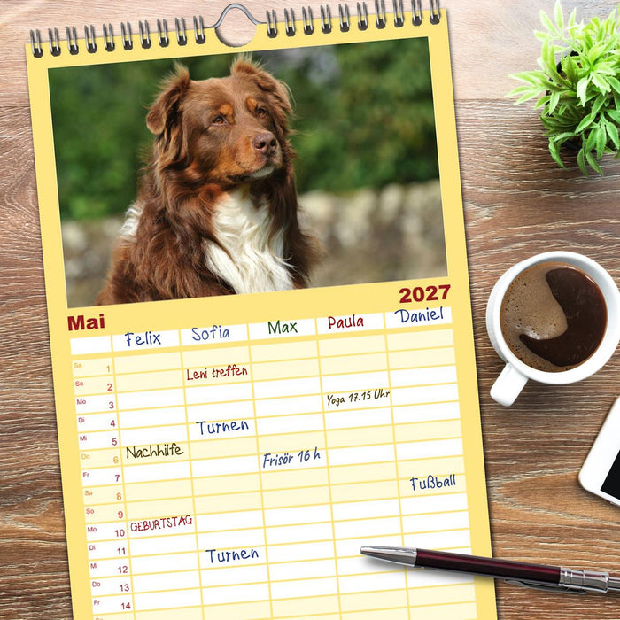 Bekannt wie ein bunter Hund. Australian Shepherd (CALVENDO Familienplaner 2027)