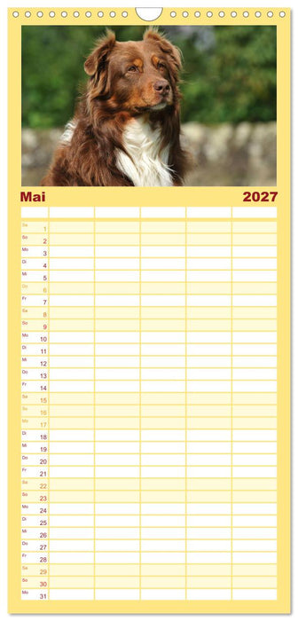 Bekannt wie ein bunter Hund. Australian Shepherd (CALVENDO Familienplaner 2027)