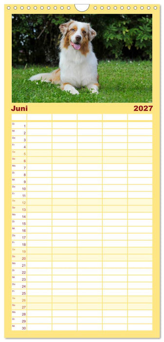 Bekannt wie ein bunter Hund. Australian Shepherd (CALVENDO Familienplaner 2027)