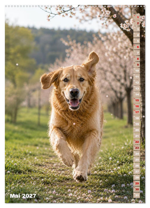 Golden Retriever – Treue, Lebensfreude und Freundschaft (CALVENDO Wandkalender 2027)