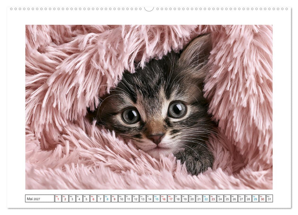 Neugierig auf das Leben! (CALVENDO Wandkalender 2027)
