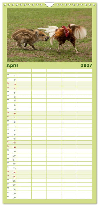 Kleine Schweinereien (CALVENDO Familienplaner 2027)