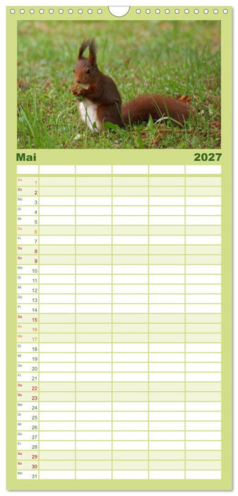 Das heimliche Leben der Eichhörnchen (CALVENDO Familienplaner 2027)