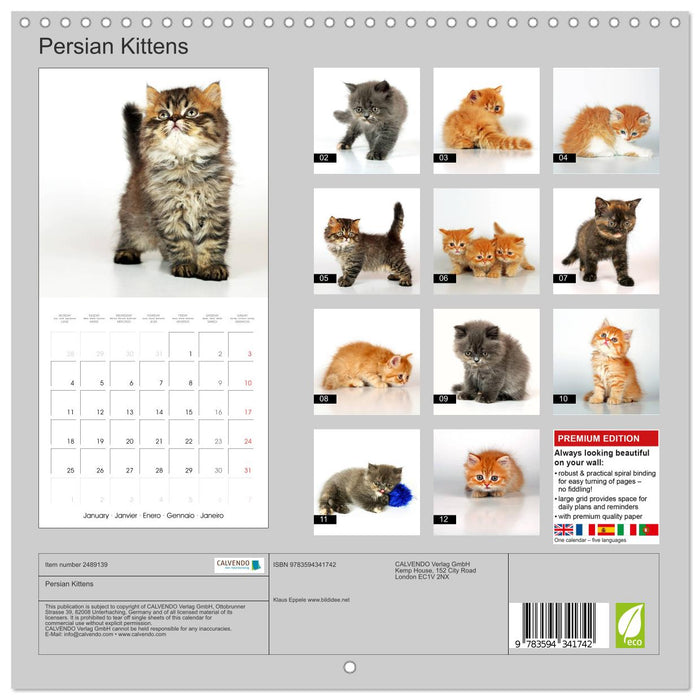 Persian Kittens (CALVENDO Monthly Calendar 2027)