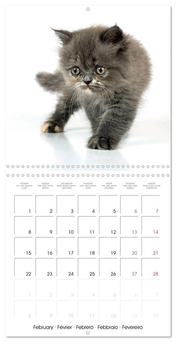 Persian Kittens (CALVENDO Monthly Calendar 2027)