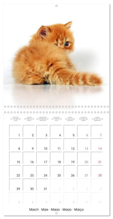 Persian Kittens (CALVENDO Monthly Calendar 2027)