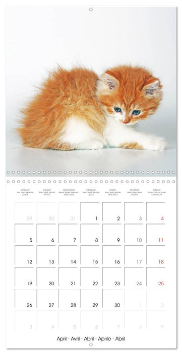 Persian Kittens (CALVENDO Monthly Calendar 2027)