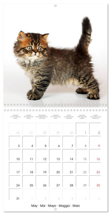 Persian Kittens (CALVENDO Monthly Calendar 2027)