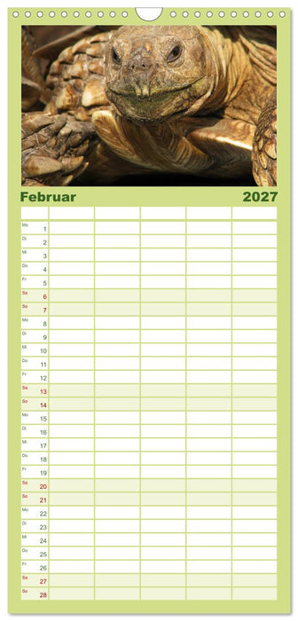 Landschildkröten (CALVENDO Familienplaner 2027)