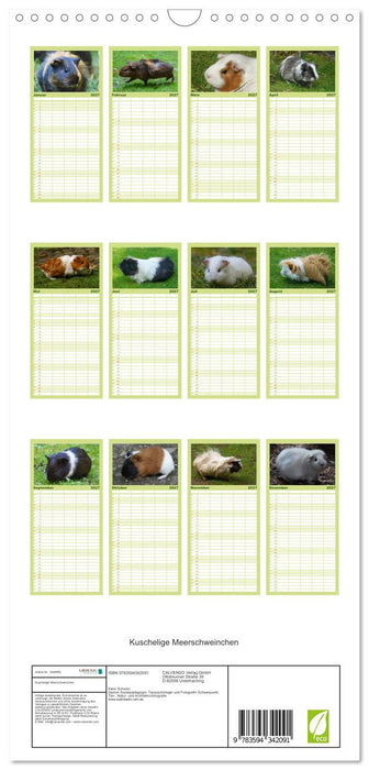 Kuschelige Meerschweinchen (CALVENDO Familienplaner 2027)