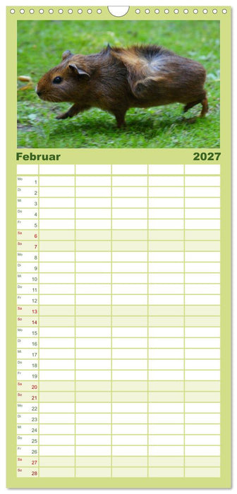 Kuschelige Meerschweinchen (CALVENDO Familienplaner 2027)