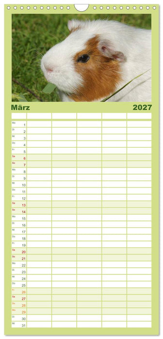 Kuschelige Meerschweinchen (CALVENDO Familienplaner 2027)
